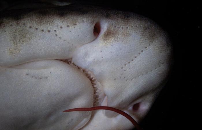 les fascinantes photos de Pierre sous la mer, à quelques mètres du rivage