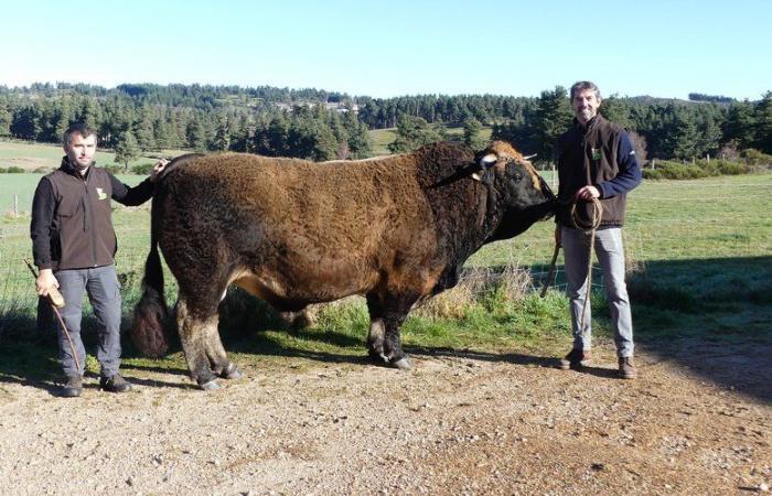 Emilien et son taureau Aubrac Romarin sont sélectionnés pour la première fois à Paris