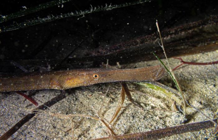 les fascinantes photos de Pierre sous la mer, à quelques mètres du rivage