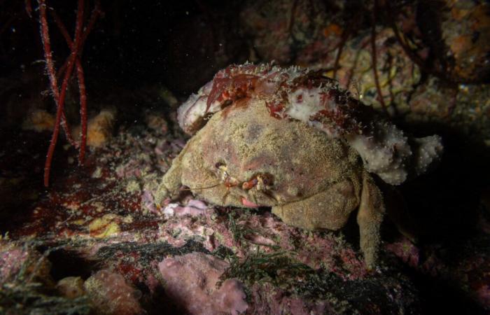 les fascinantes photos de Pierre sous la mer, à quelques mètres du rivage