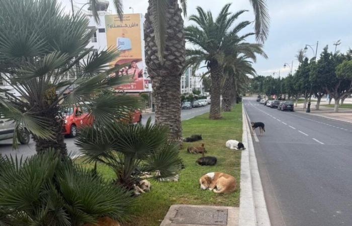 La prolifération des chiens errants dans les rues d’Agadir… une crise qui s’aggrave » Photo