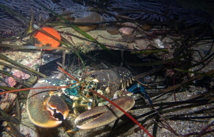 les fascinantes photos de Pierre sous la mer, à quelques mètres du rivage