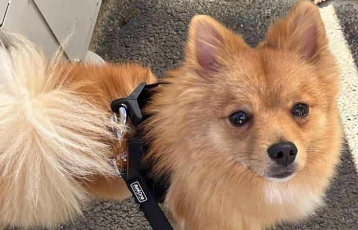 ils pleurent Django, ce chiot qui n’aurait pas dû mourir à la fourrière de Nice