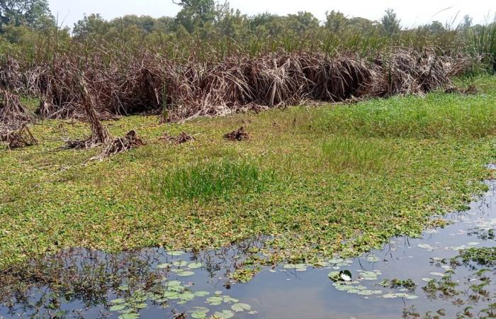 L’ensablement, le typha et les nénuphars menacent ce cours d’eau près de Sare Yoba