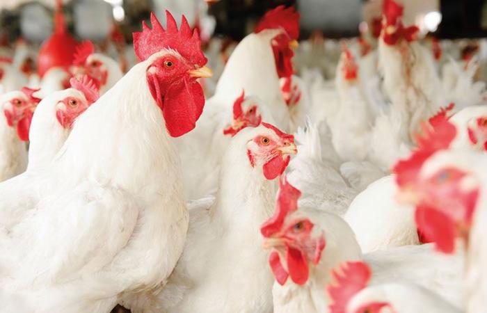 Commerce : les prix des poulets vivants se stabilisent