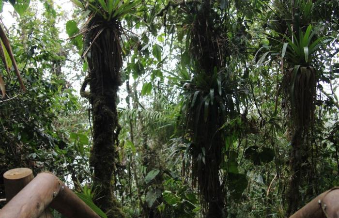 Au cœur des Farallones, un joyau de biodiversité menacée