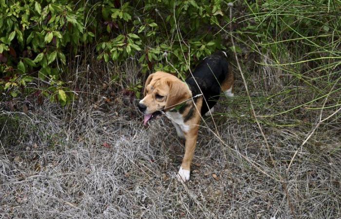 pompiers, drone, vétérinaire… un très gros dispositif déployé pour retrouver deux chiens de chasse perdus dans une forêt près de Perpignan