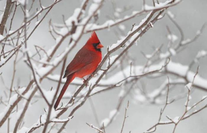 Ces oiseaux refusent de sortir du froid et c’est impressionnant