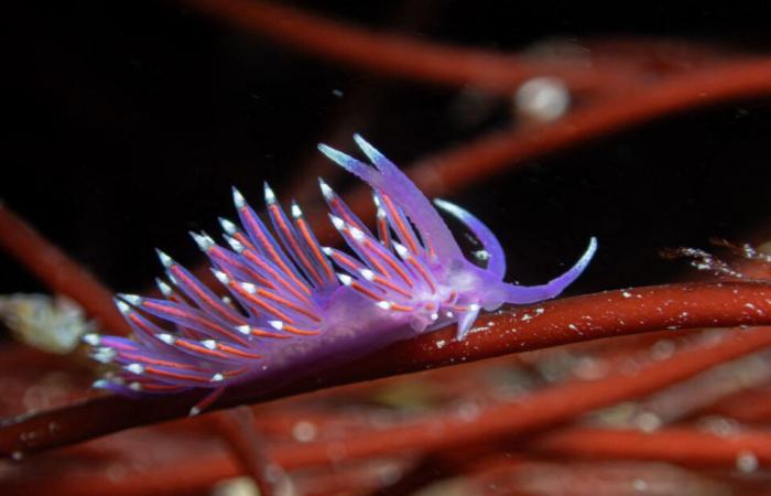 les fascinantes photos de Pierre sous la mer, à quelques mètres du rivage