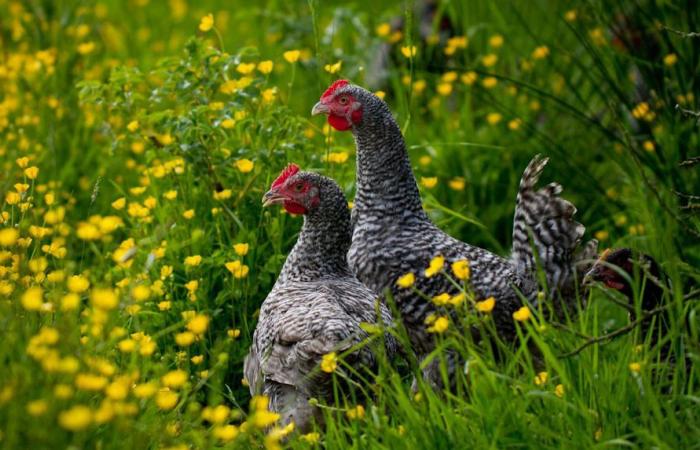 « Rolls-Royce de la volaille », la poule coucou de Rennes veut sauver ses plumes