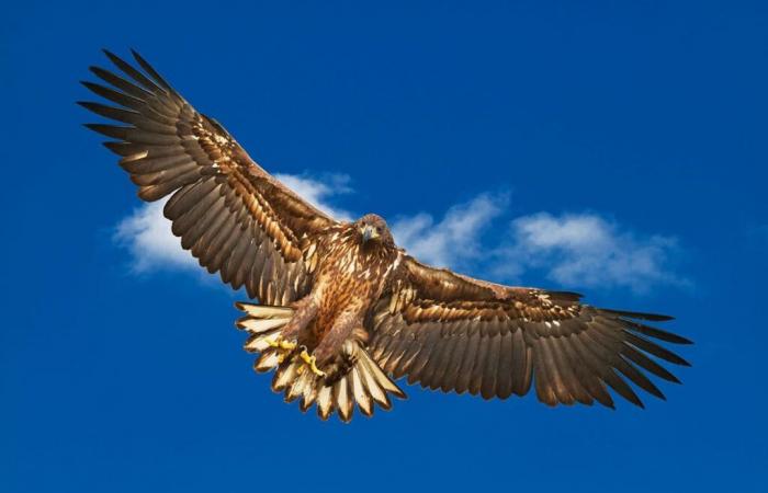 Un vautour fauve fauché par une éolienne ? L’incident relance le débat