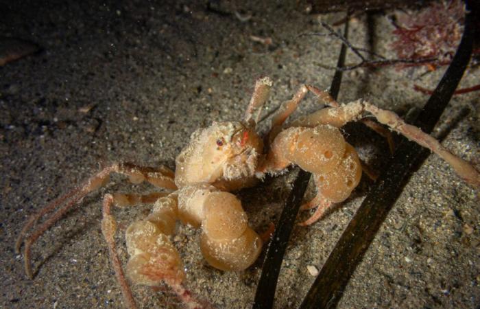 les fascinantes photos de Pierre sous la mer, à quelques mètres du rivage