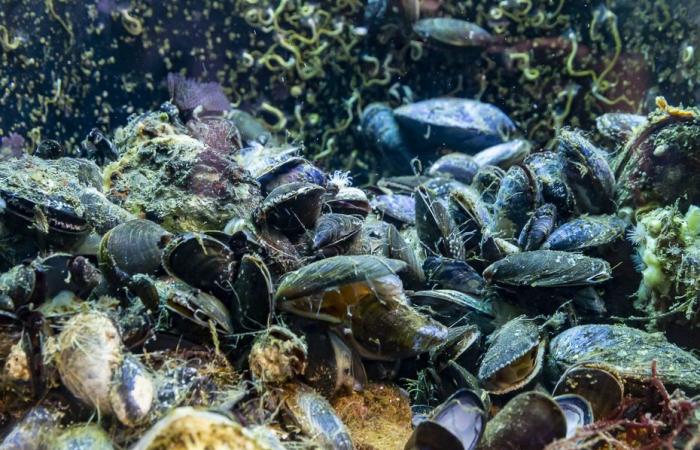 Le chanteur Anthony Chaplain compose une chanson en hommage aux moules des Côtes-d’Armor, une espèce menacée