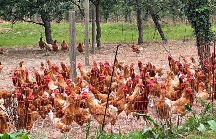 Dans ses vergers du Calvados, ses poules médaillées d’or ravissent les gourmets