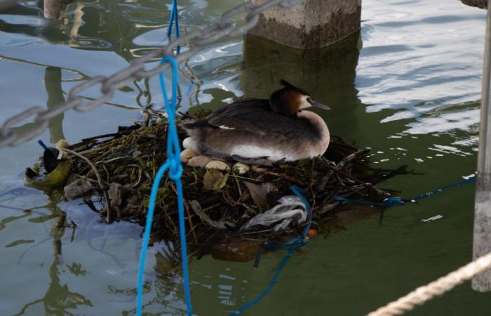 plates-formes flottantes pour oiseaux et leurs nids