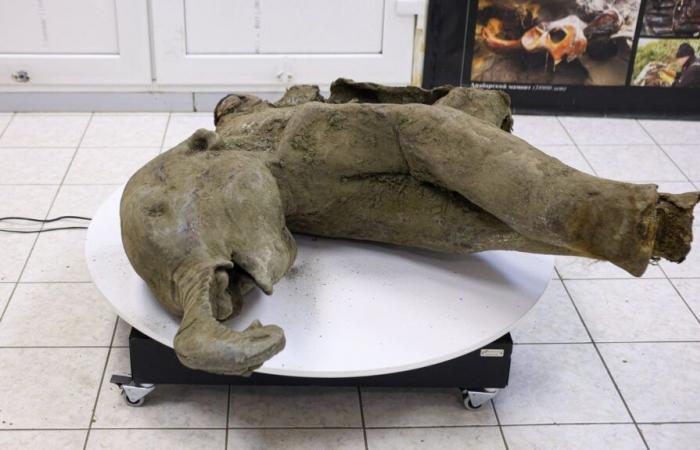 Un mammouth presque intact de 50 000 ans exposé en Russie