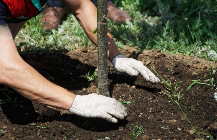 200 participants vont planter une haie géante près de Carcassonne