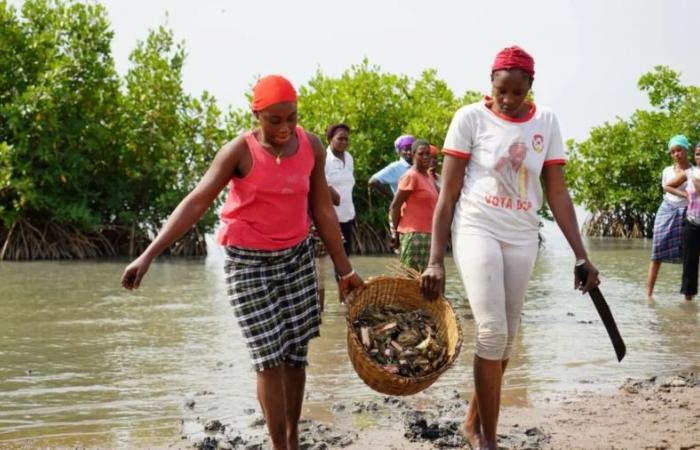 CASAMANCE, L’HUÎTRE NE NOURRIT PAS ENCORE LES FEMMES