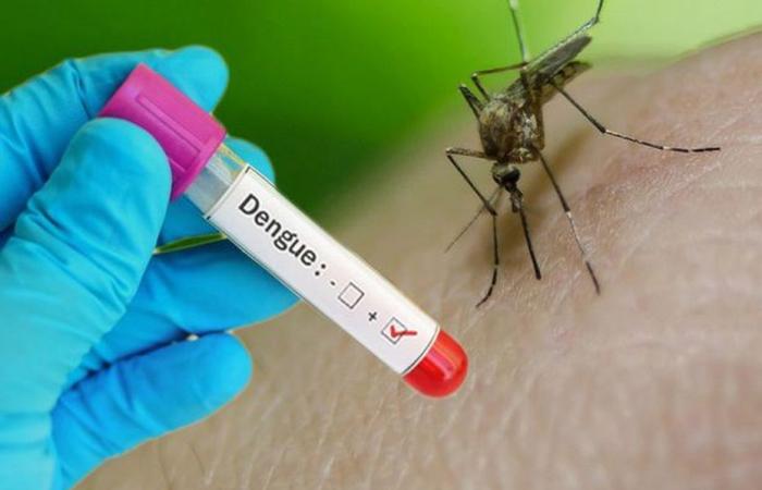 Dengue, Chikungunya, Oropouche… L’ARS de Martinique appelle à la vigilance face aux arbovirus