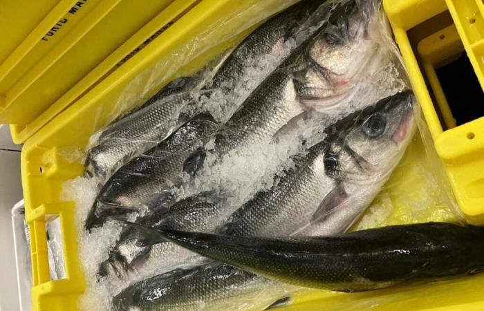 les lycéens mangeront désormais du poisson débarqué dans les marchés aux poissons locaux