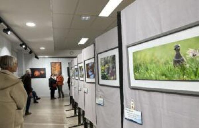 Exposition – Teddy et Didier Bracard sont les invités des Rencontres Nature en Images 2024