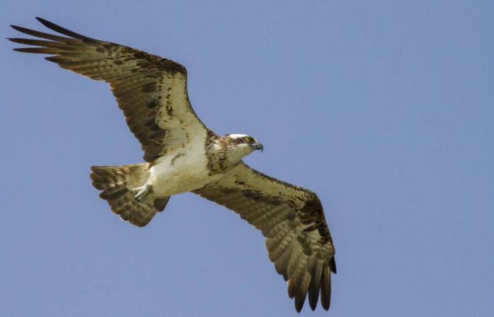 Au Sénégal, sur l’île aux balbuzards – Libération