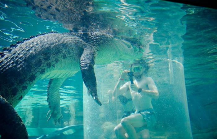 Un crocodile célèbre de Crocodile Dundee est décédé à Crocosaurus Cove