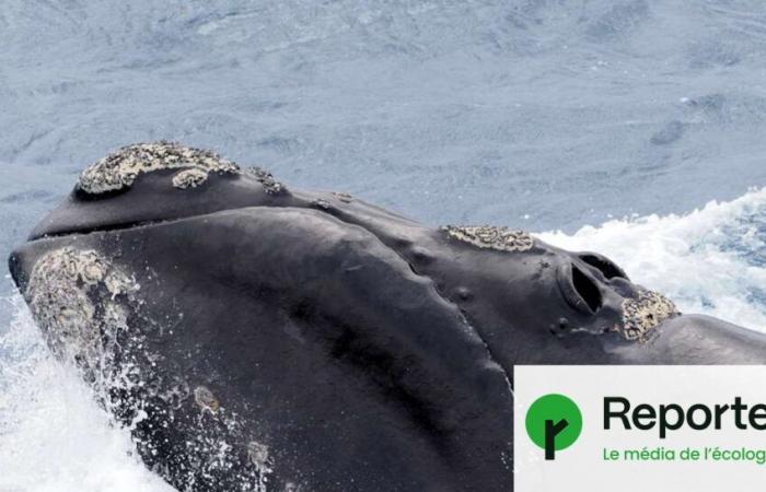 Sans humains, certaines baleines du Nord pourraient vivre jusqu’à 150 ans