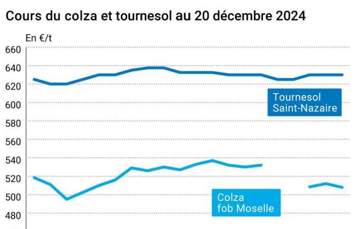 Oléagineux – Baisse des prix du colza, en réponse au renforcement de l’euro face au dollar