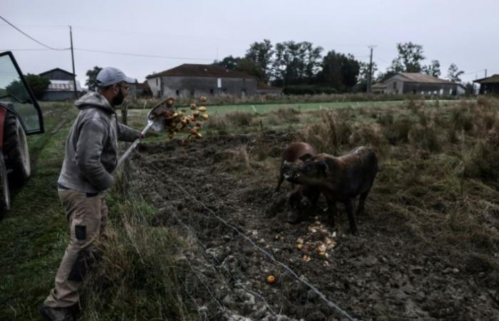 « les gens décident toujours de leur budget en matière de nourriture » – 23/12/2024 à 16h56