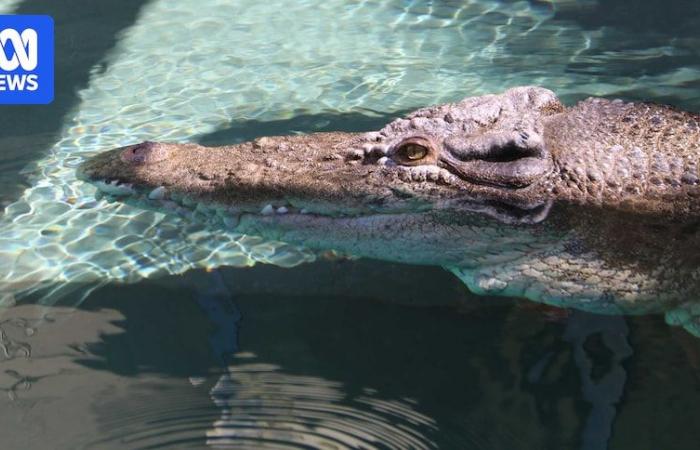 Un crocodile célèbre de Crocodile Dundee est décédé à Crocosaurus Cove