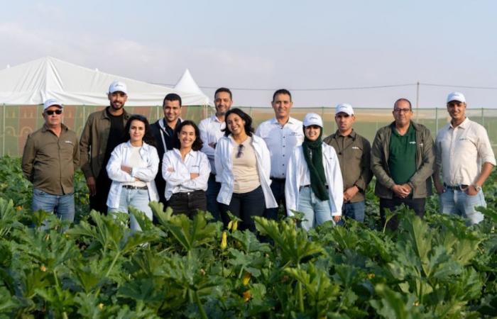 A Agadir, Syngenta lance 5 nouvelles variétés de courgettes plus résistantes ! – AgriMaroc.ma