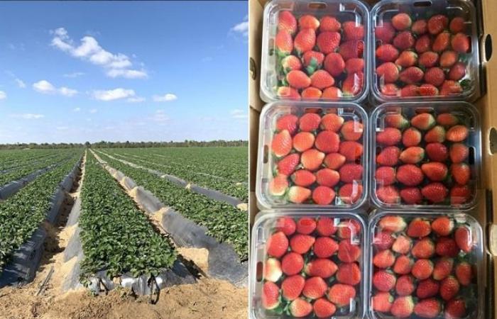 « Baisse des prix des produits égyptiens par voie aérienne, début tardif de la saison des fraises grecques »