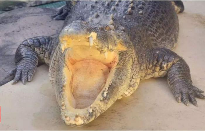 Burt, l’emblématique crocodile d’eau salée de “Crocodile Dundee”, décède à Darwin à 90 ans