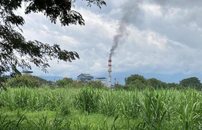 quel est l’impact environnemental de la canne à sucre ?