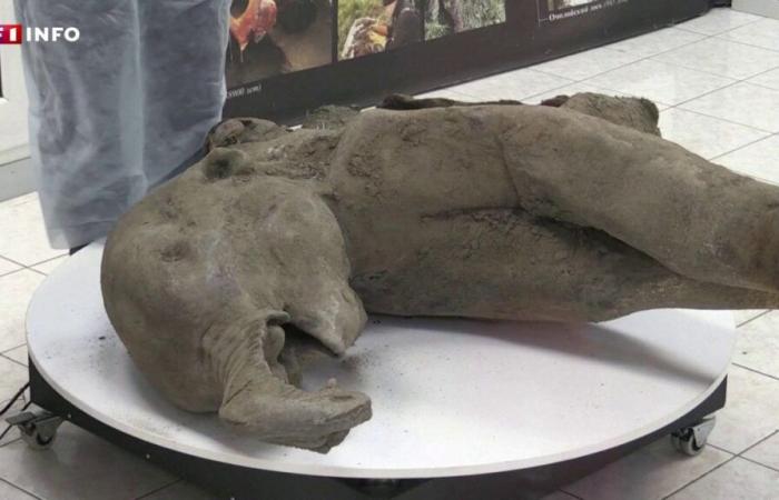 VIDÉO – Un petit mammouth de 50 000 ans presque intact dévoilé en Russie