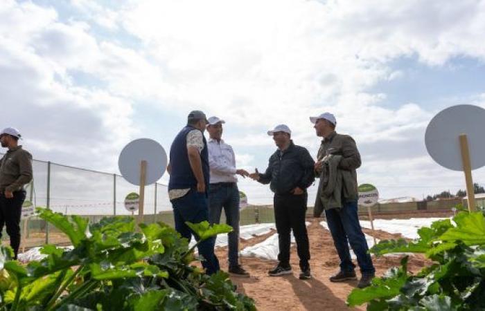 A Agadir, Syngenta lance 5 nouvelles variétés de courgettes plus résistantes ! – AgriMaroc.ma