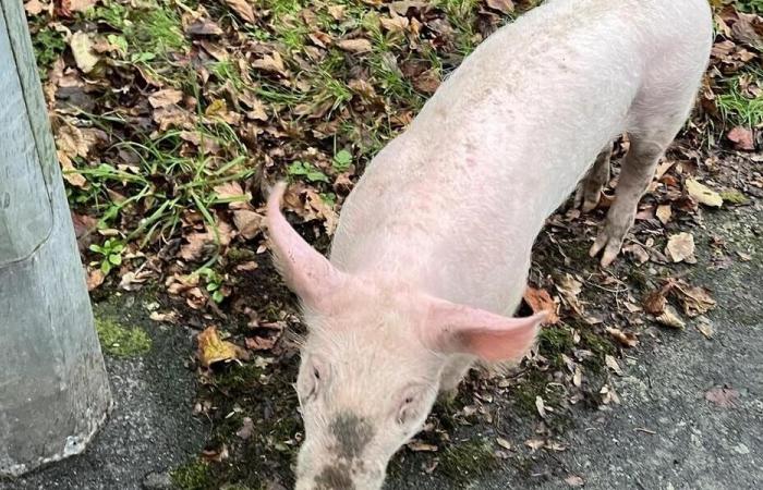 “C’est la première fois que je promène un cochon en laisse” : scène cocasse à Cholet