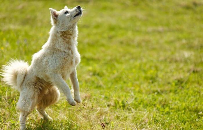 la ville de Cannes inaugure son premier parc canin