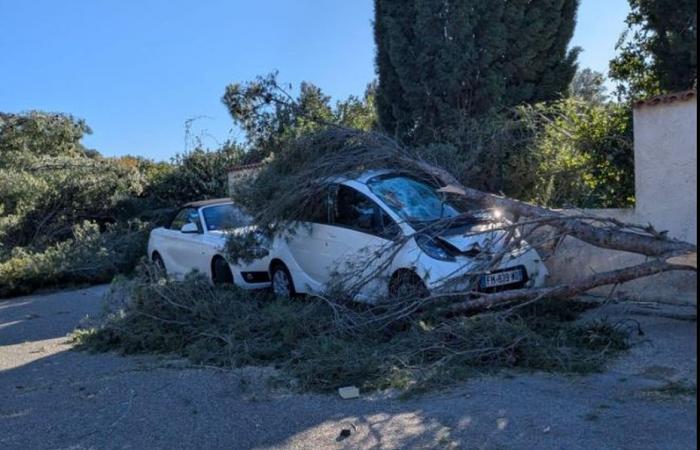 Chutes d’arbres, et mille foyers sans électricité au matin du 24 décembre dans le Var