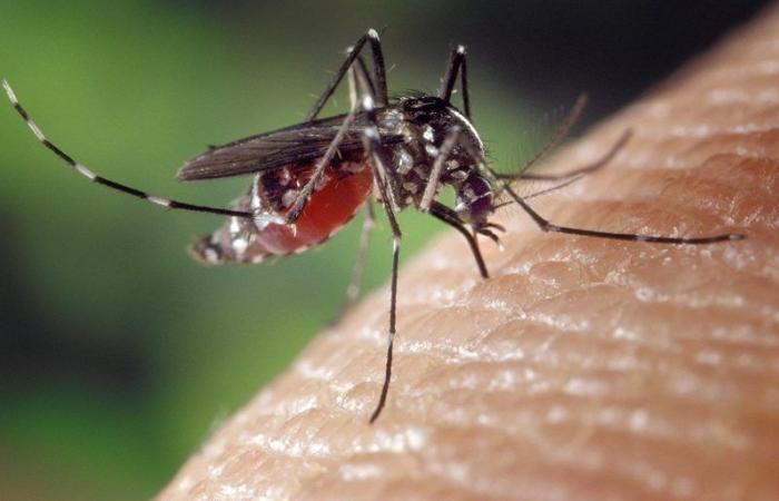 Un an après son retour, la dengue pique toujours