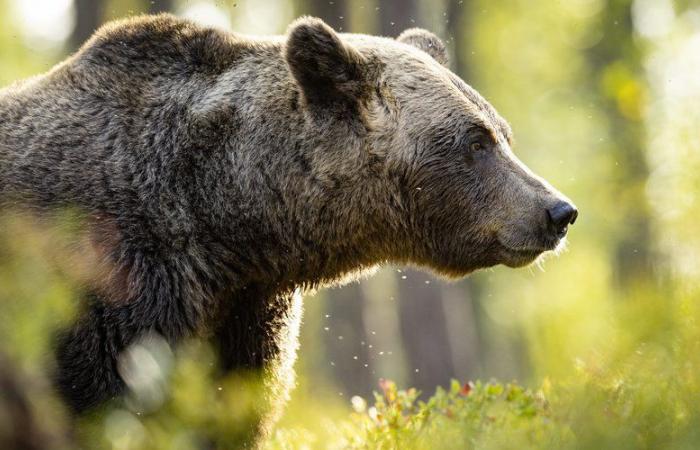 Il rentre du travail et trouve un ours blotti dans son salon, caché au chaud sous sa table basse.