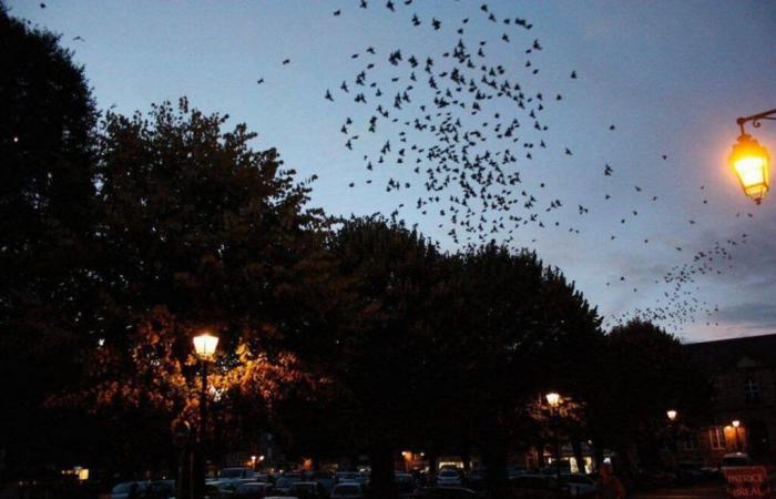 Two evenings to dislodge starlings from Place de la Vendée, in La Roche-sur-Yon