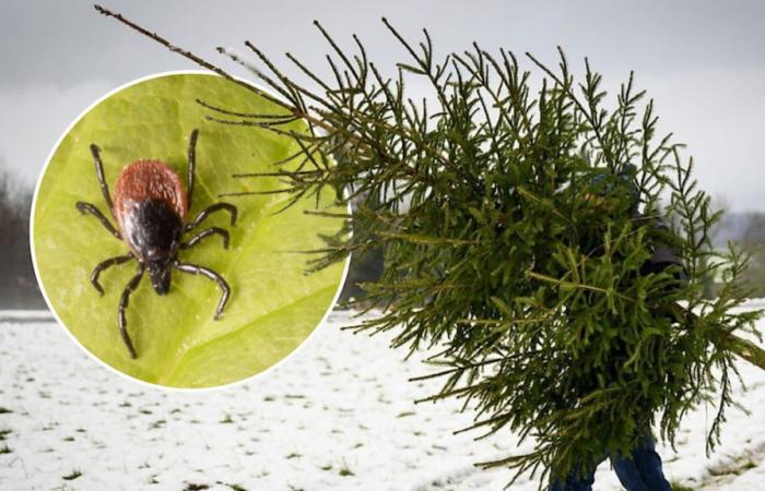 Attention, votre sapin de Noël peut cacher des tiques