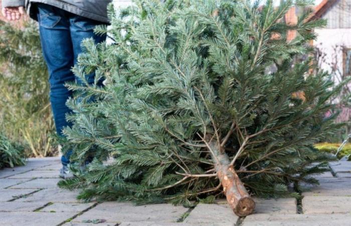 Des sapins de Noël, un cirque et des lutins !