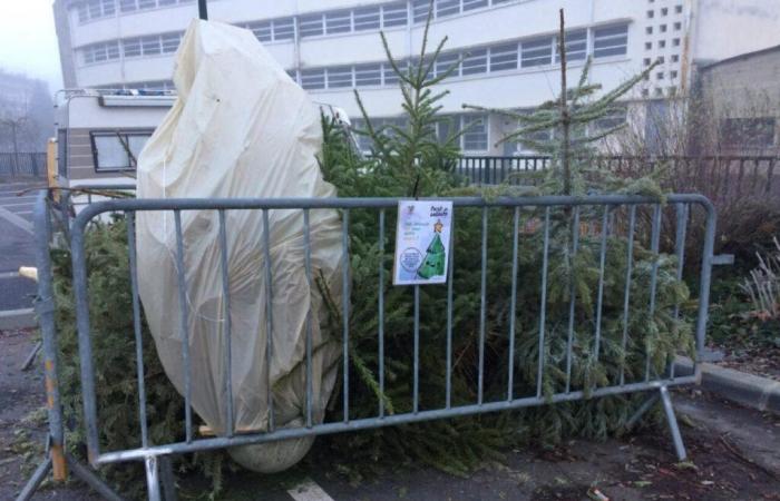 où jeter son sapin de Noël après les fêtes ?