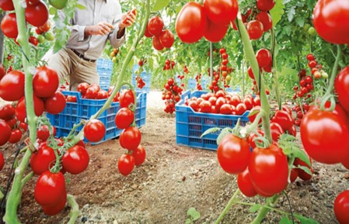 Le Maroc cède sa place de premier fournisseur de tomates à l’Espagne