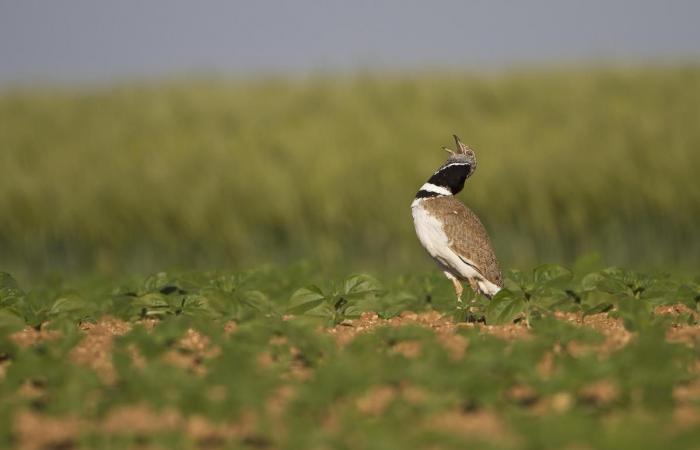 ces animaux qui ont fait de nous des chèvres en 2024