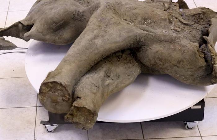 « Préservation exceptionnelle »… La Russie expose un petit mammouth de 50 000 ans presque intact