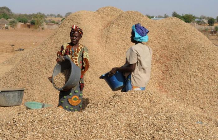 Le Sénégal suspend ses exportations d’arachides pour encourager la transformation locale